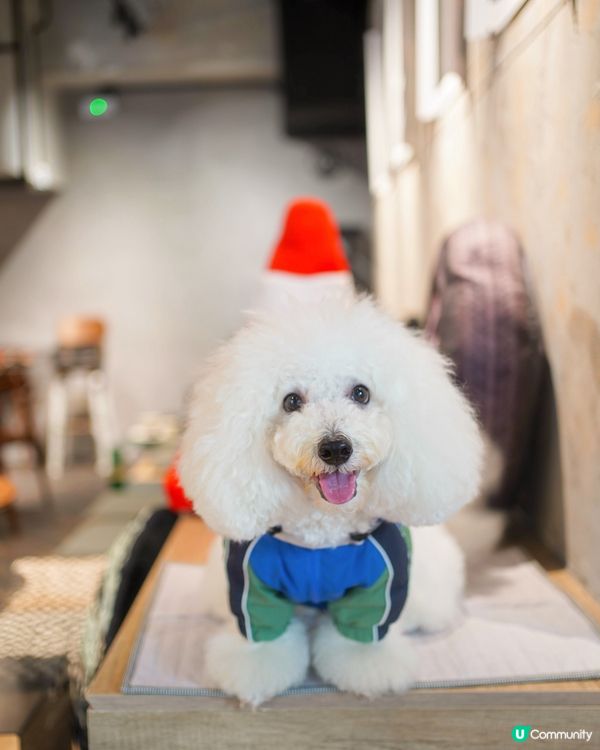 電單車主題咖啡店又大又靚🐶☕️！頭盔打卡位！✨