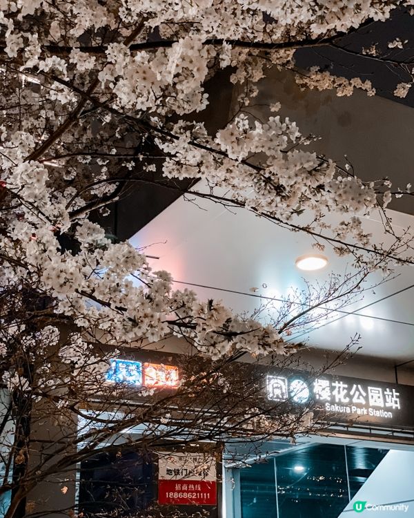 【賞花點大放送】3月寧波都能賞日本櫻花？？