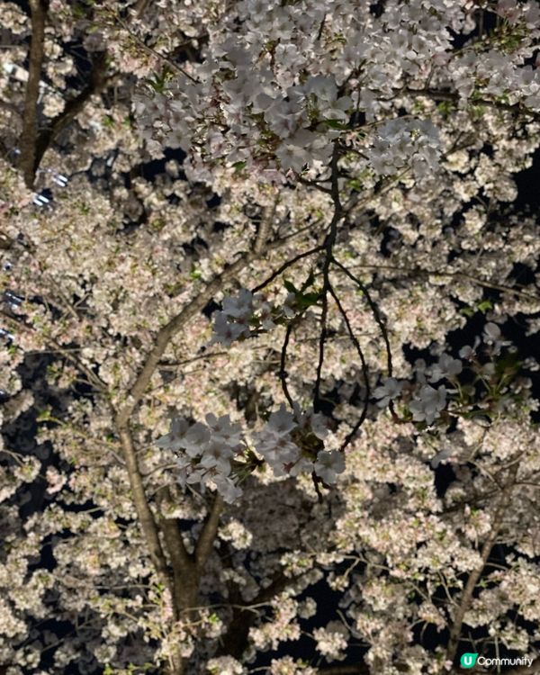 【賞花點大放送】3月寧波都能賞日本櫻花？？