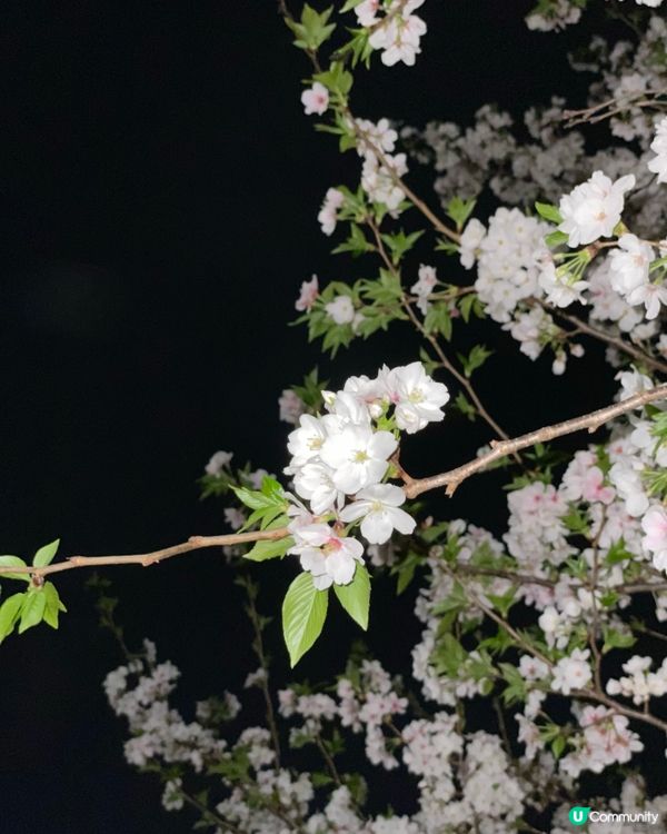 【賞花點大放送】3月寧波都能賞日本櫻花？？