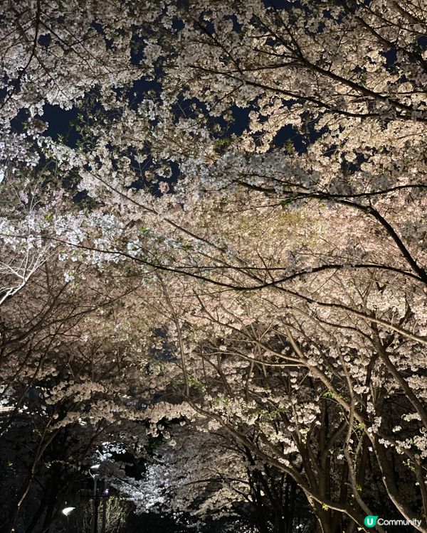 【賞花點大放送】3月寧波都能賞日本櫻花？？