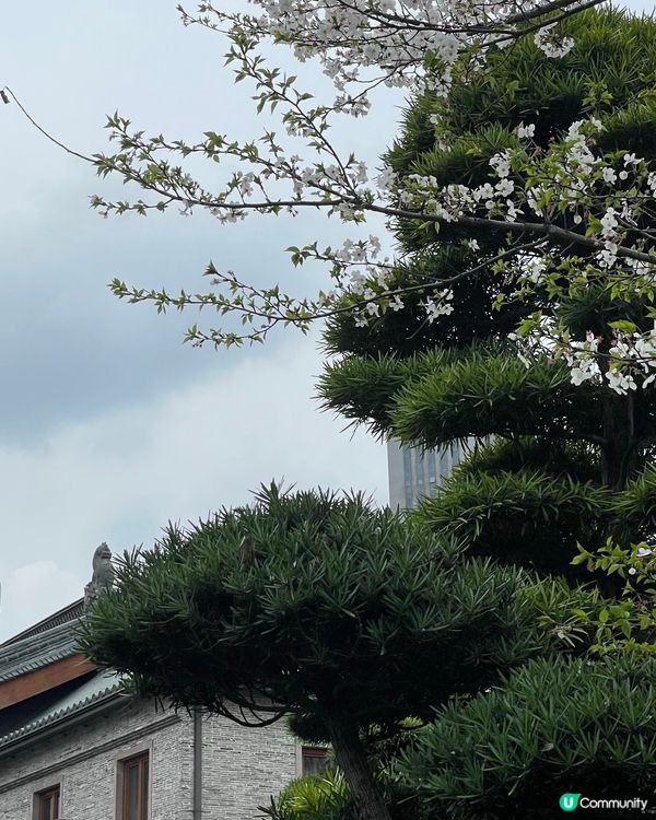 【賞花點大放送】3月寧波都能賞日本櫻花？？