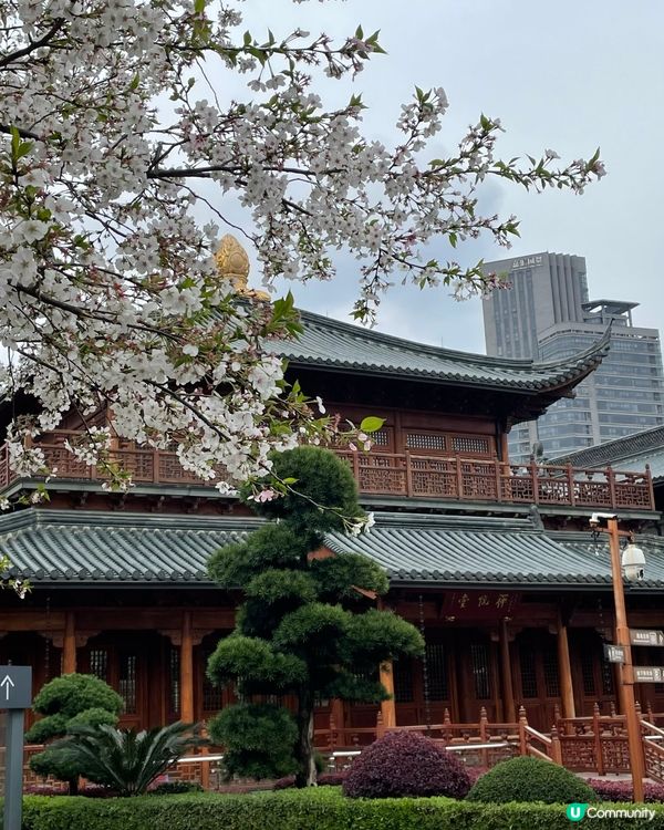 【賞花點大放送】3月寧波都能賞日本櫻花？？