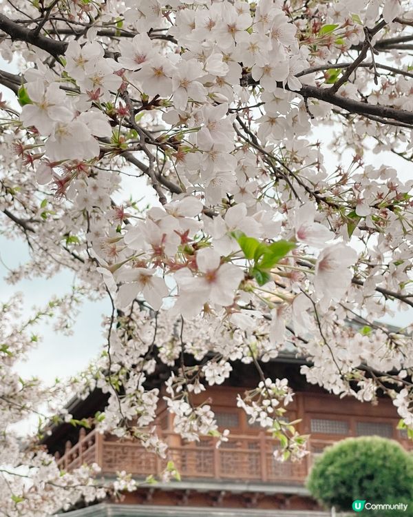 【賞花點大放送】3月寧波都能賞日本櫻花？？