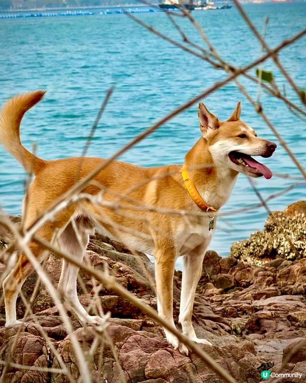 輕鬆行山2小時！⛰️ 沿海靚景🤤 