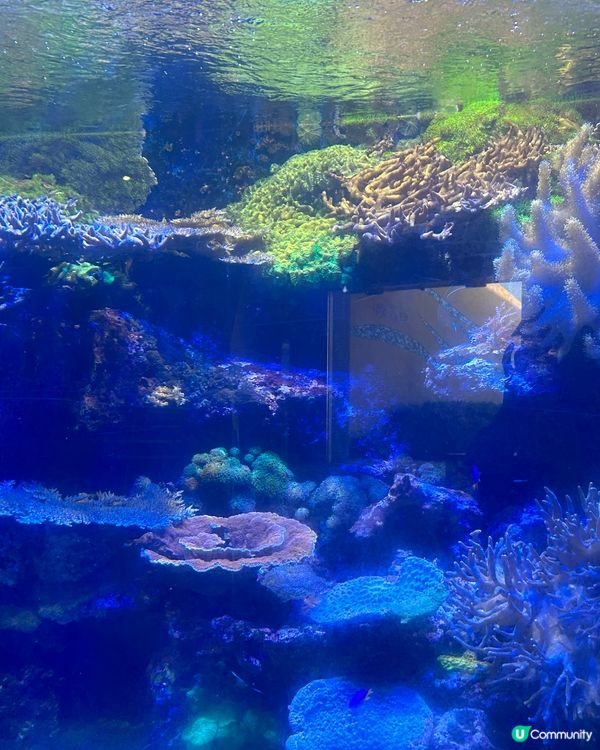 Ocean Park 🎊🎂慶生一流！