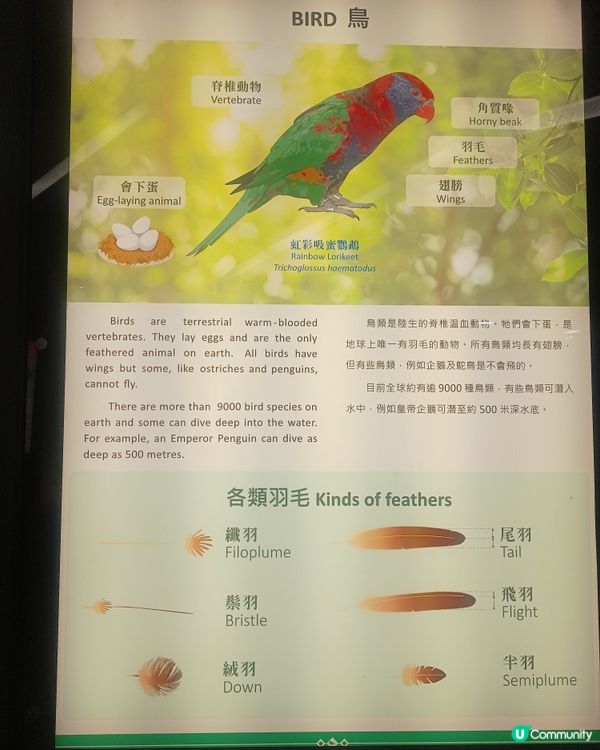 鳥園奇遇記🌳🐦
