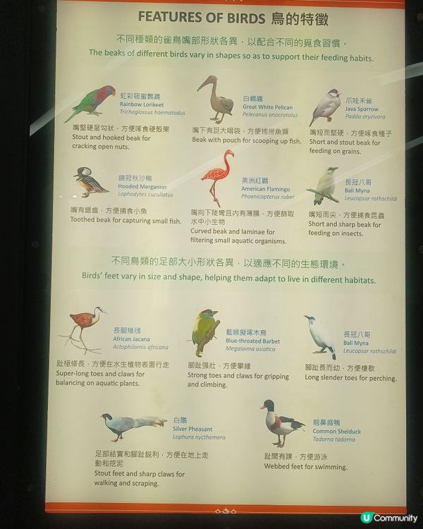 鳥園奇遇記🌳🐦