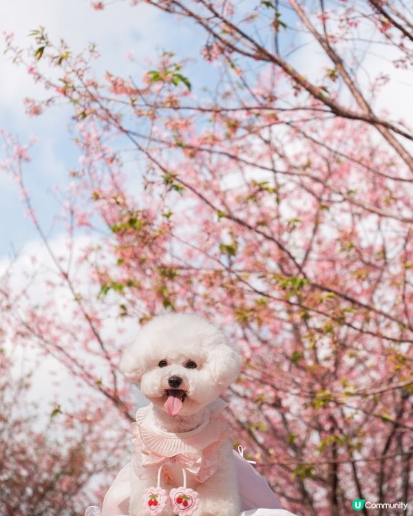 日系感滿滿嘅櫻花打卡點