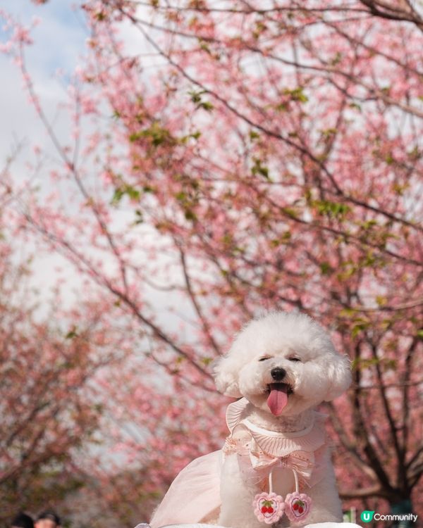 日系感滿滿嘅櫻花打卡點