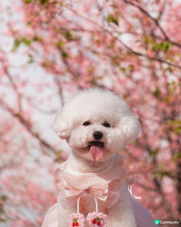 日系感滿滿嘅櫻花打卡點