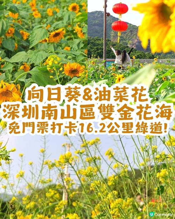深圳南山區向日葵+油菜花花海🌻免門票打卡16.2公里綠道!                                    