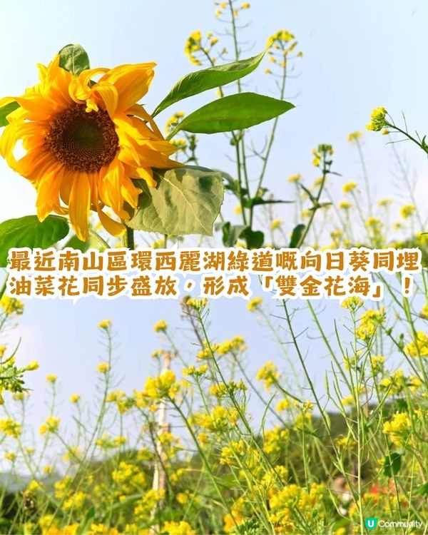 深圳南山區向日葵+油菜花花海🌻免門票打卡16.2公里綠道!                                    