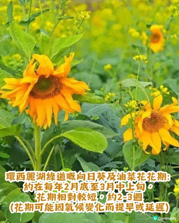 深圳南山區向日葵+油菜花花海🌻免門票打卡16.2公里綠道!                                    