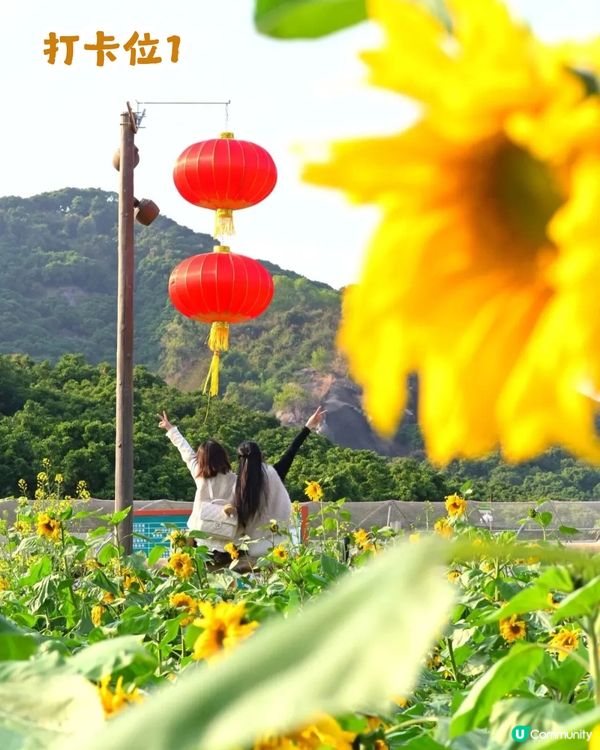深圳南山區向日葵+油菜花花海🌻免門票打卡16.2公里綠道!                                    