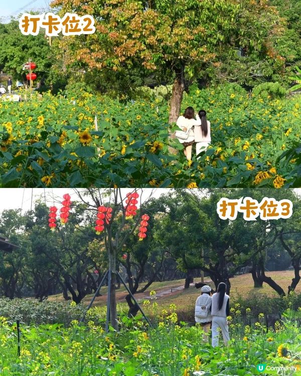 深圳南山區向日葵+油菜花花海🌻免門票打卡16.2公里綠道!                                    
