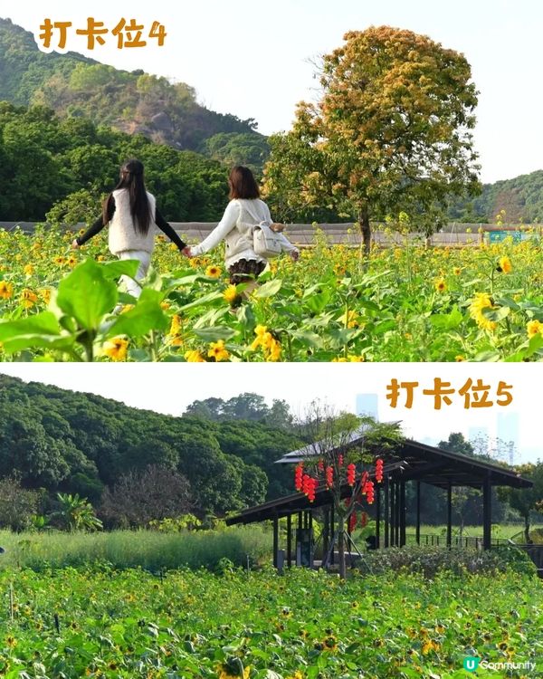 深圳南山區向日葵+油菜花花海🌻免門票打卡16.2公里綠道!                                    