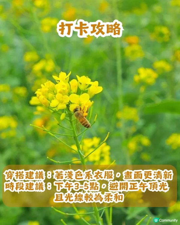 深圳南山區向日葵+油菜花花海🌻免門票打卡16.2公里綠道!                                    