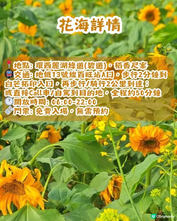 深圳南山區向日葵+油菜花花海🌻免門票打卡16.2公里綠道!                                    