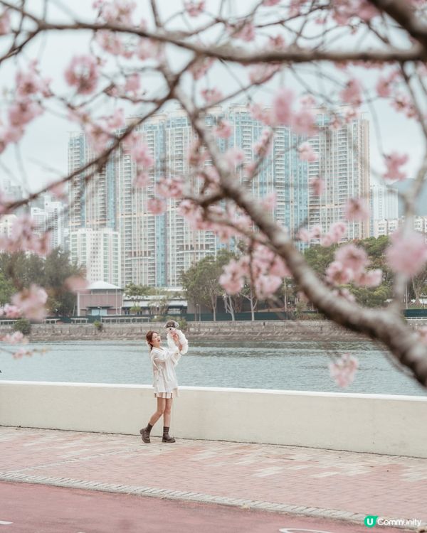 香港櫻花季 | 石門櫻花2.0✨