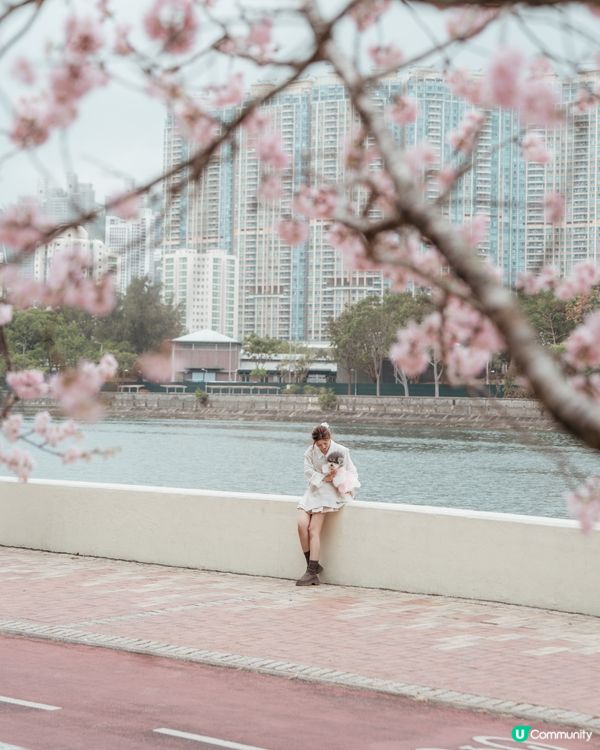 香港櫻花季 | 石門櫻花2.0✨