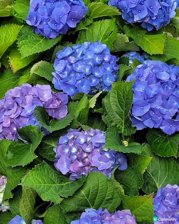 寧靜樂土慈山寺