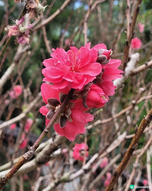 寧靜樂土慈山寺