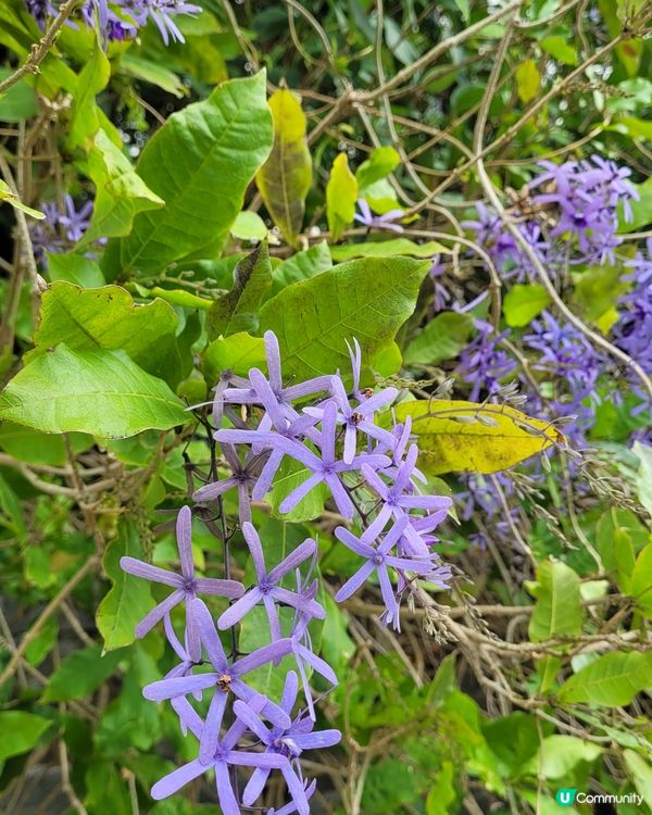 寧靜樂土慈山寺