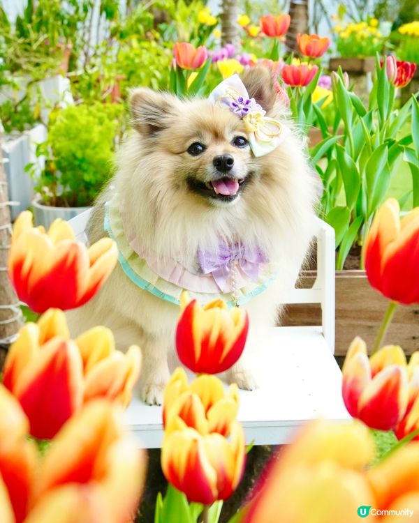 一年一度嘅鬱金香約會