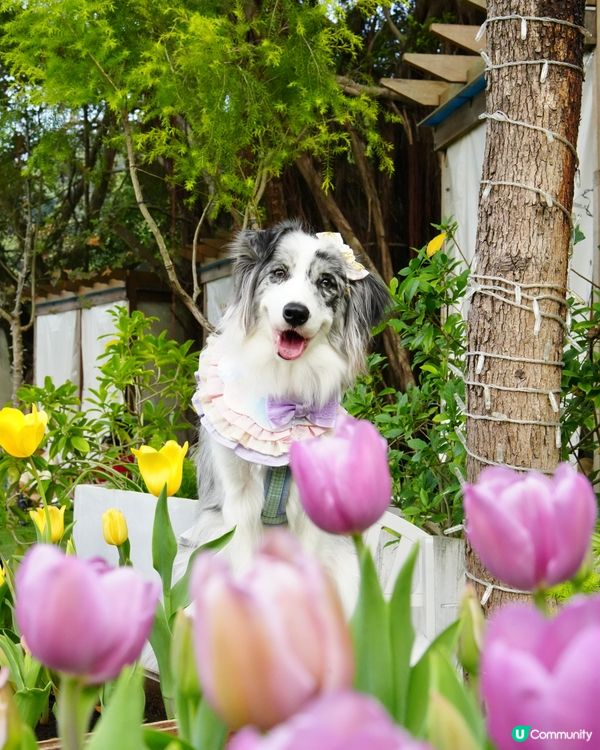 一年一度嘅鬱金香約會