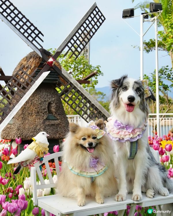 一年一度嘅鬱金香約會