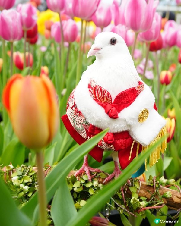 一年一度嘅鬱金香約會