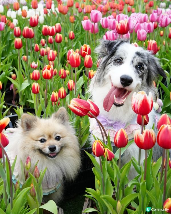 一年一度嘅鬱金香約會