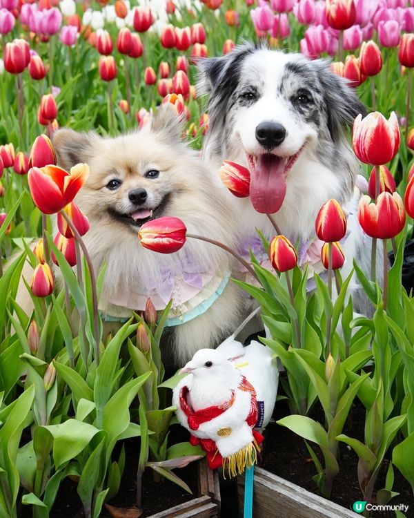 一年一度嘅鬱金香約會