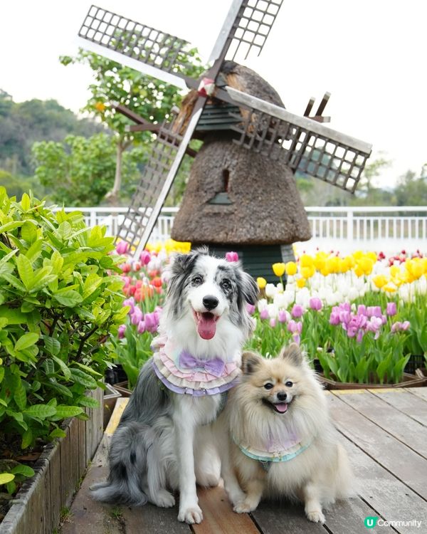 一年一度嘅鬱金香約會