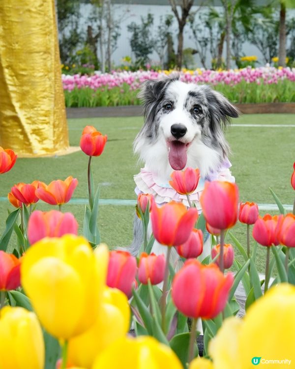 一年一度嘅鬱金香約會