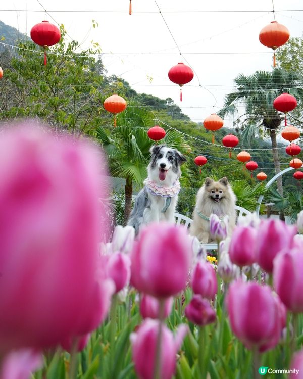 一年一度嘅鬱金香約會