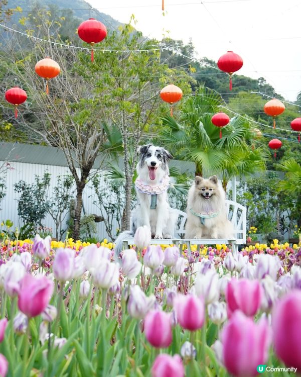 一年一度嘅鬱金香約會