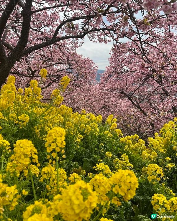 力推西平畑公園 🌸 滑梯玩樂！ 🌳
