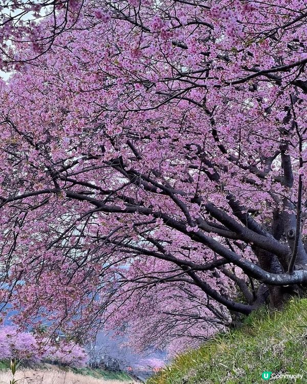 河津町河津桜週日花況🌸