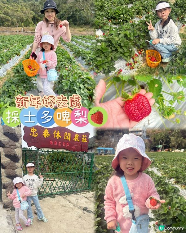 🍓 元朗摘士多啤梨