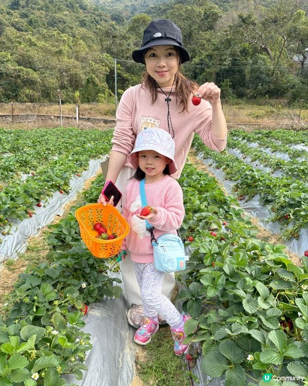 🍓 元朗摘士多啤梨