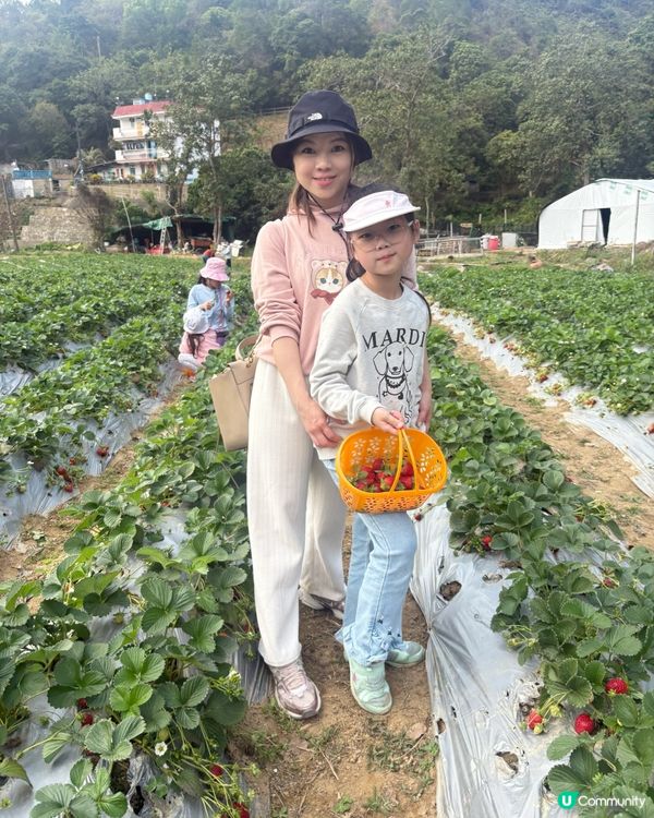 🍓 元朗摘士多啤梨