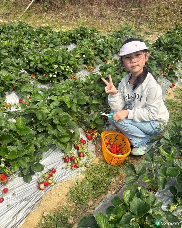 🍓 元朗摘士多啤梨