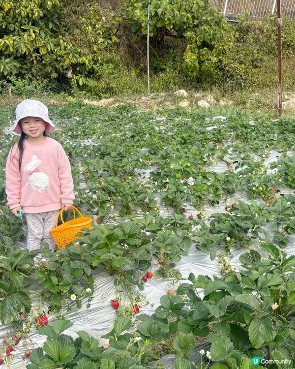 🍓 元朗摘士多啤梨