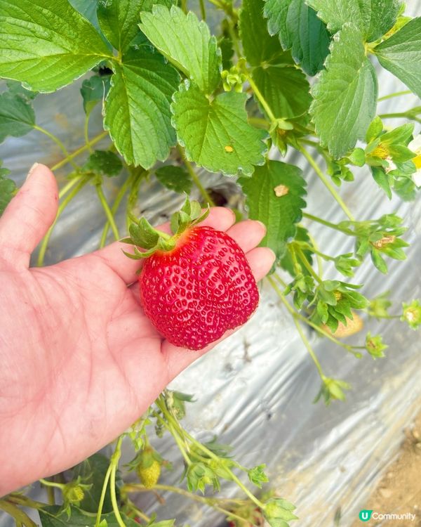🍓 元朗摘士多啤梨