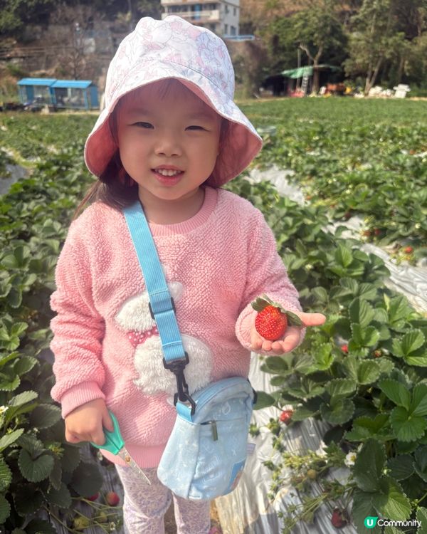 🍓 元朗摘士多啤梨