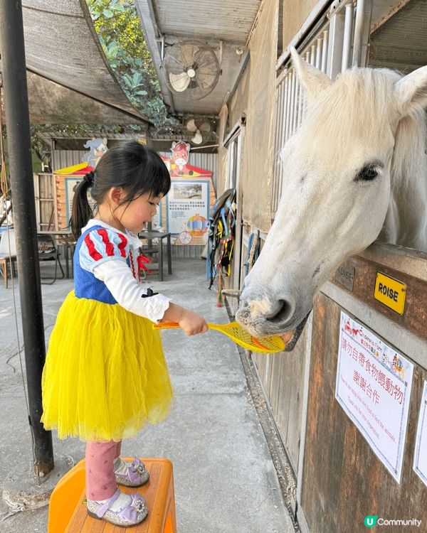 🌼 強烈推薦!大埔鳳園蝶豆花園 🌼