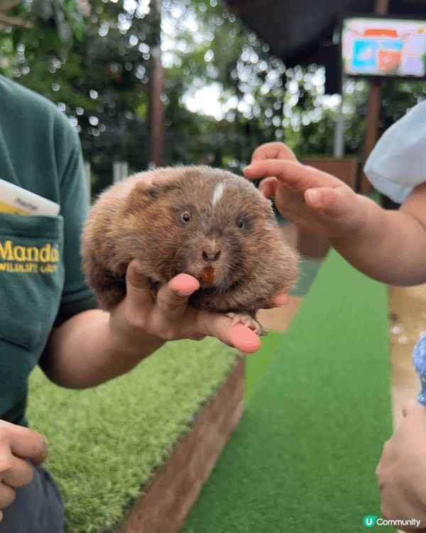新加坡動物園，動物隨處走，又可以俾小朋友親自觸摸，加上夜間動...