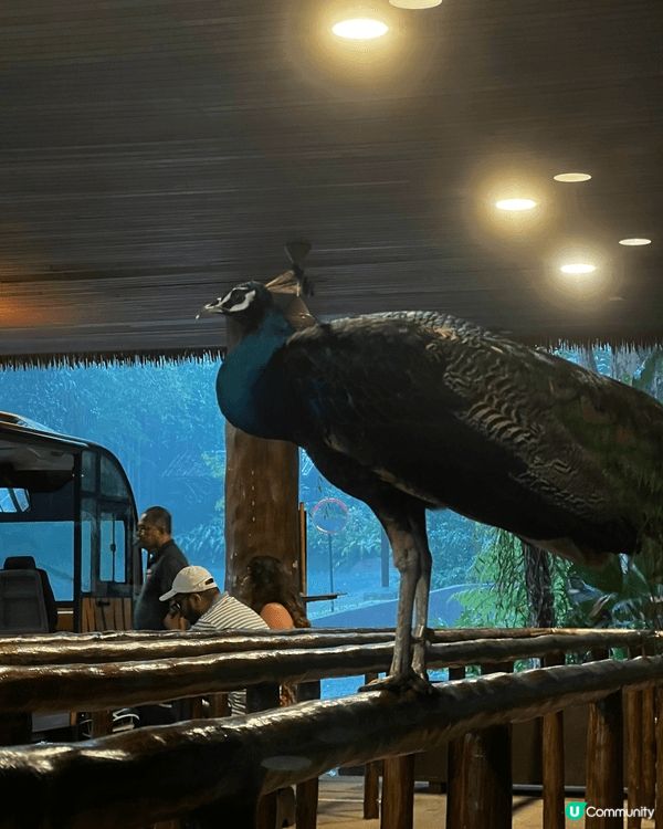 新加坡動物園，動物隨處走，又可以俾小朋友親自觸摸，加上夜間動...